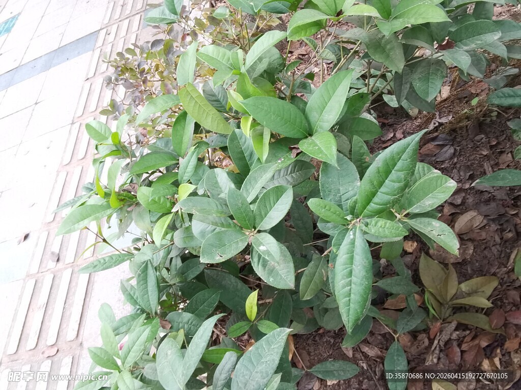 绿叶繁茂的地面植物景观