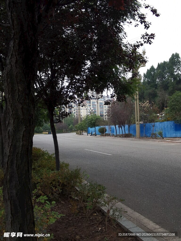 路边树木与开阔道路景象