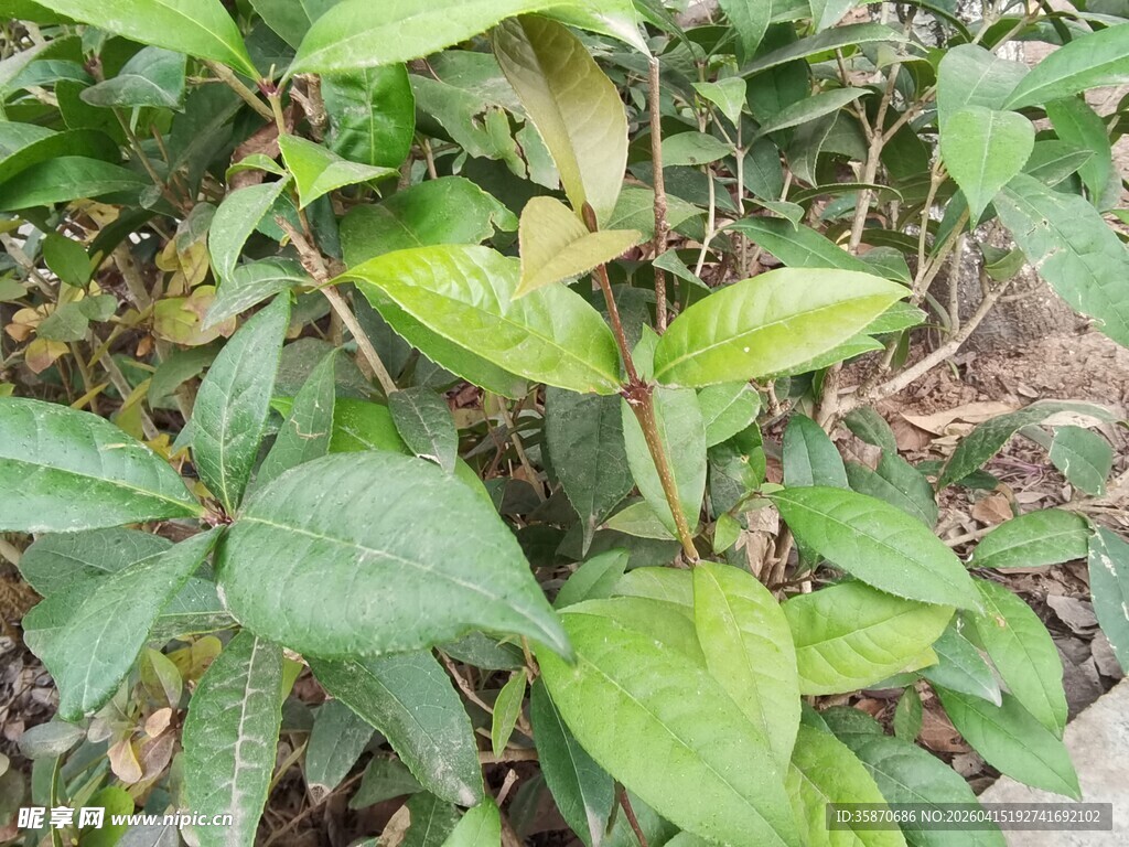 绿叶植物特写