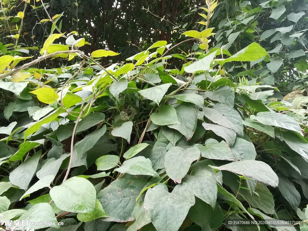 绿叶繁茂的植物景观