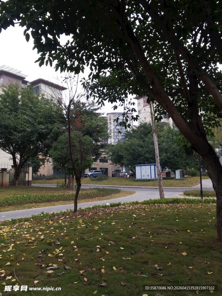 秋日校园林荫道景色