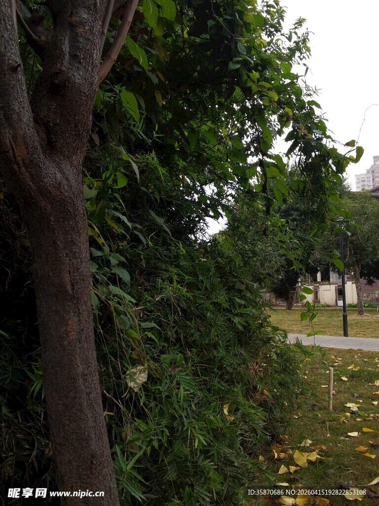 林间景致
