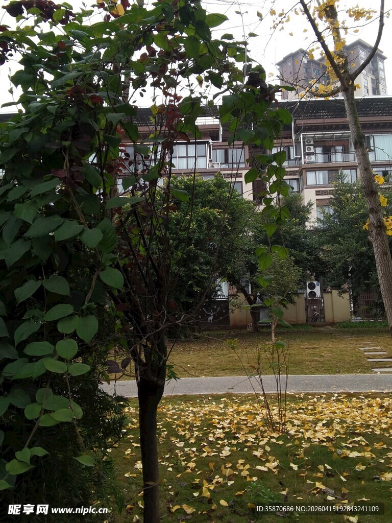 秋日校园绿植与落叶景观