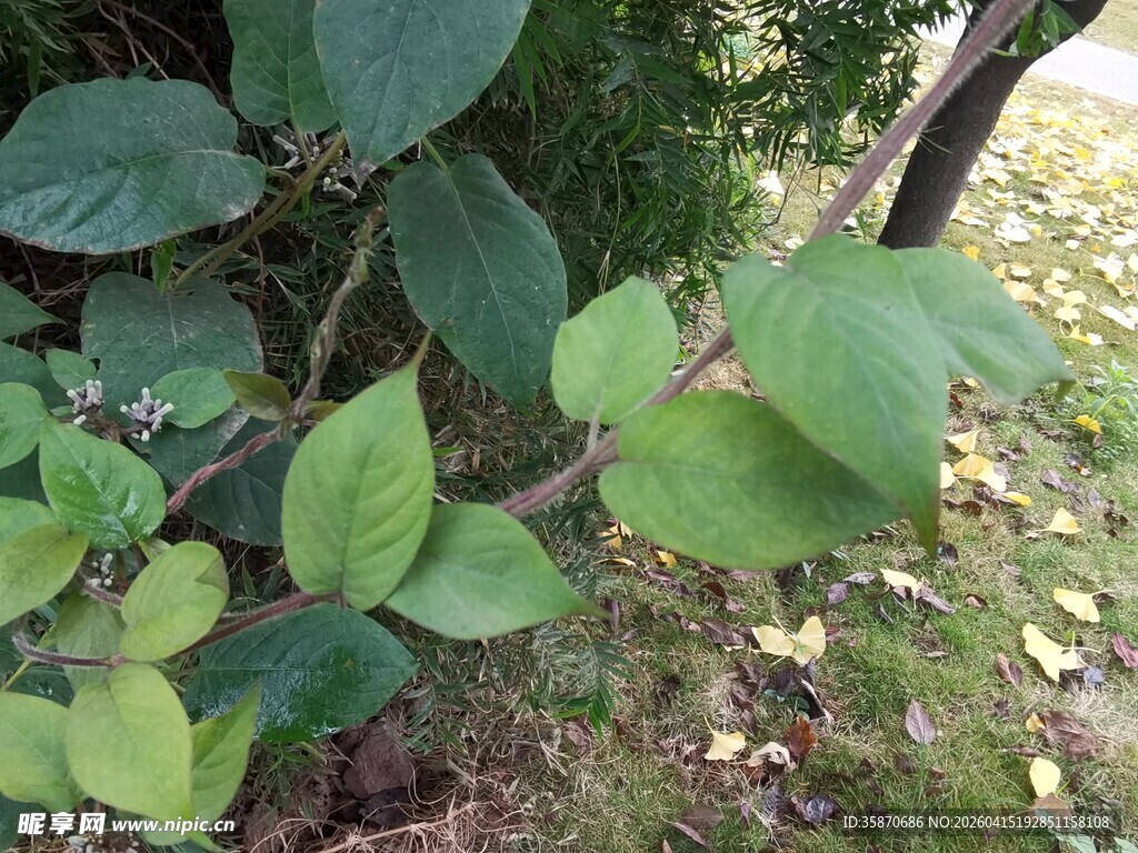 绿叶繁茂的植物景观
