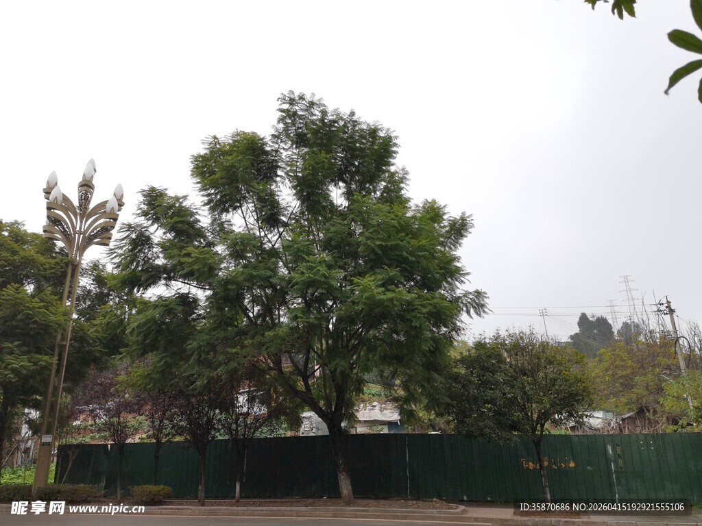 户外绿树与围栏景致