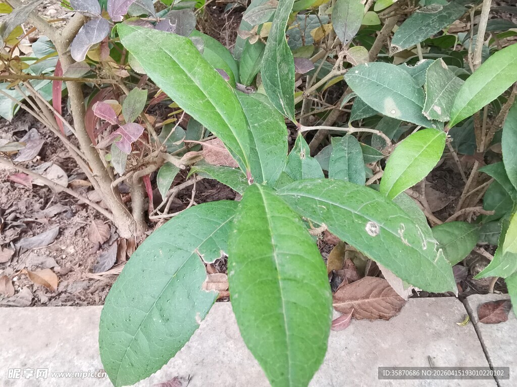 绿叶植物特写