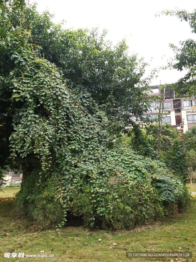 繁茂绿植覆盖的户外景象