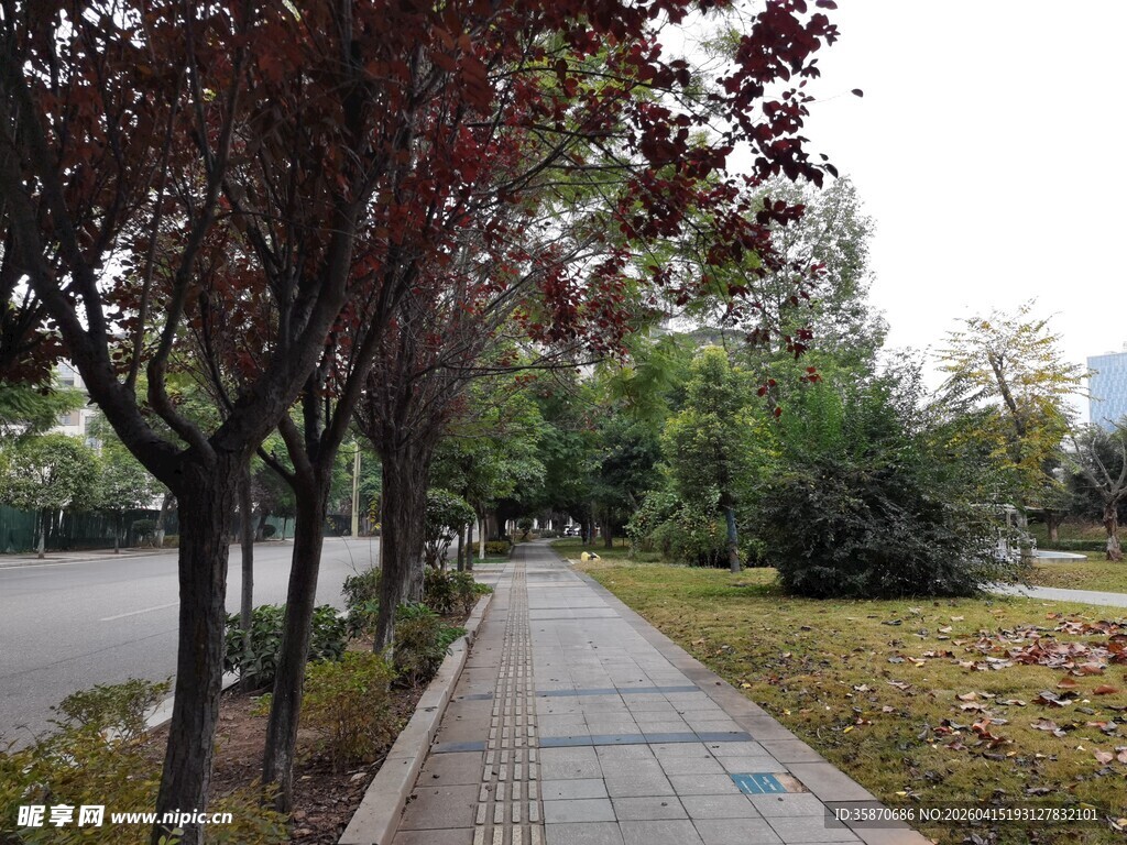 城市林荫步道风景