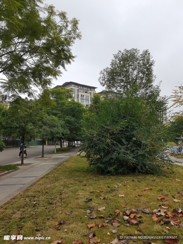 秋日校园小径旁绿植景致
