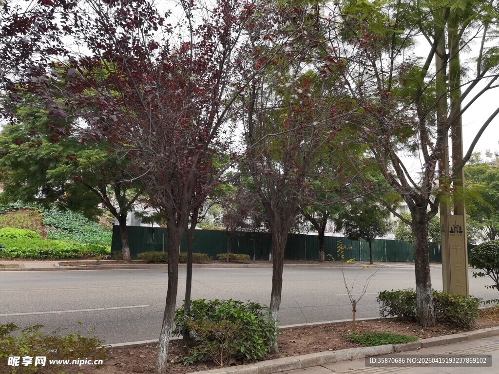 道路旁的多彩树木景观