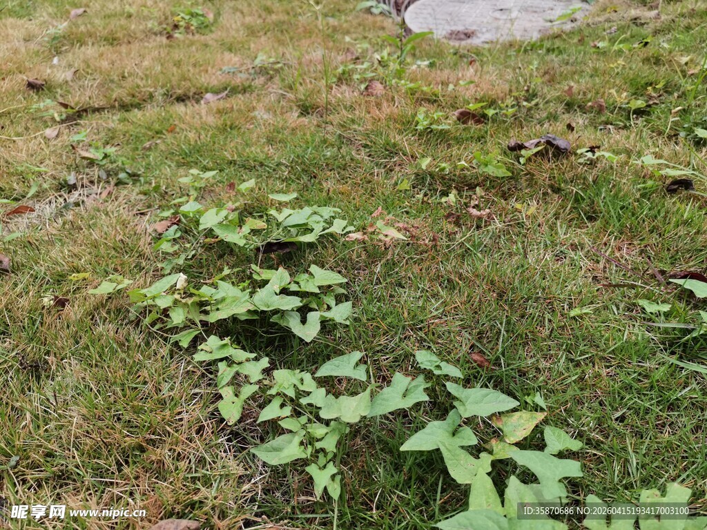 草地上的绿色植物群落