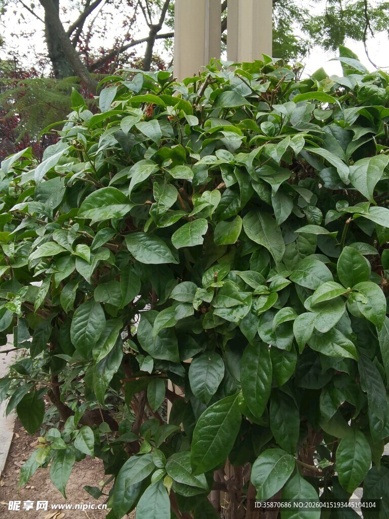 绿叶繁茂的灌木丛