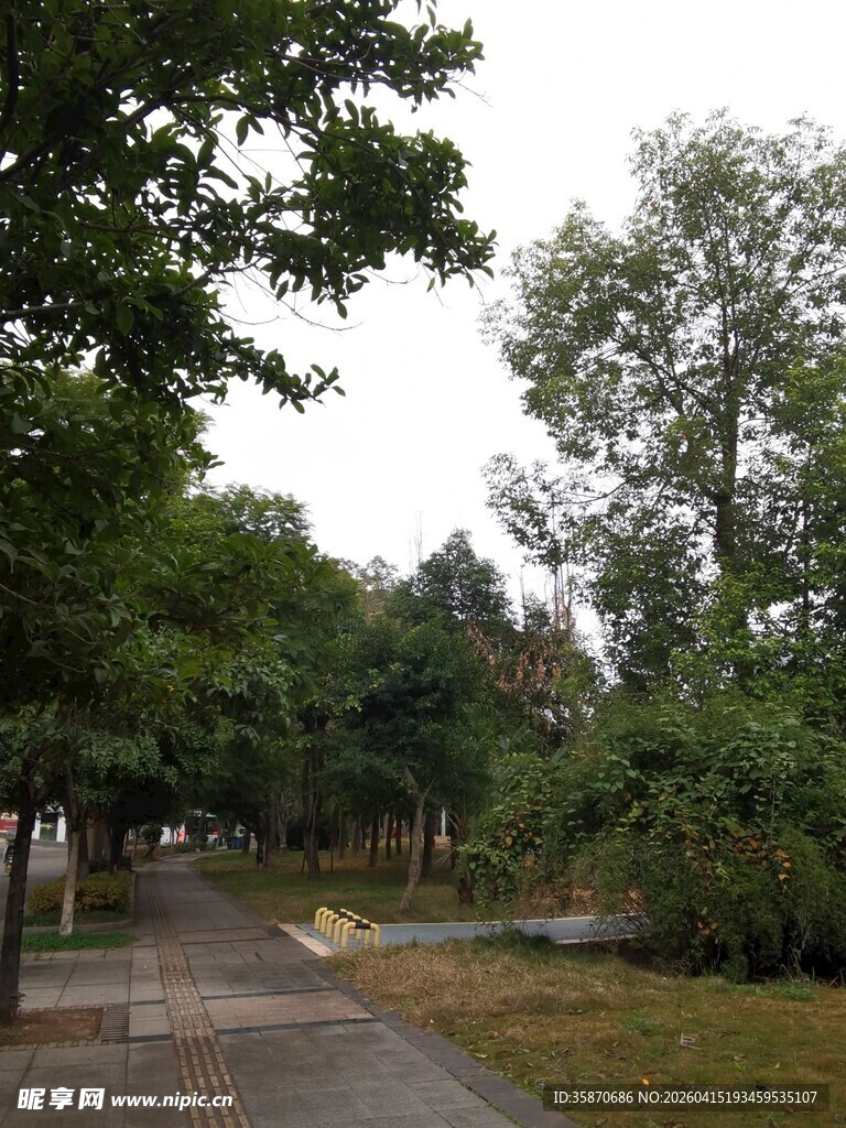 林间幽静小路
