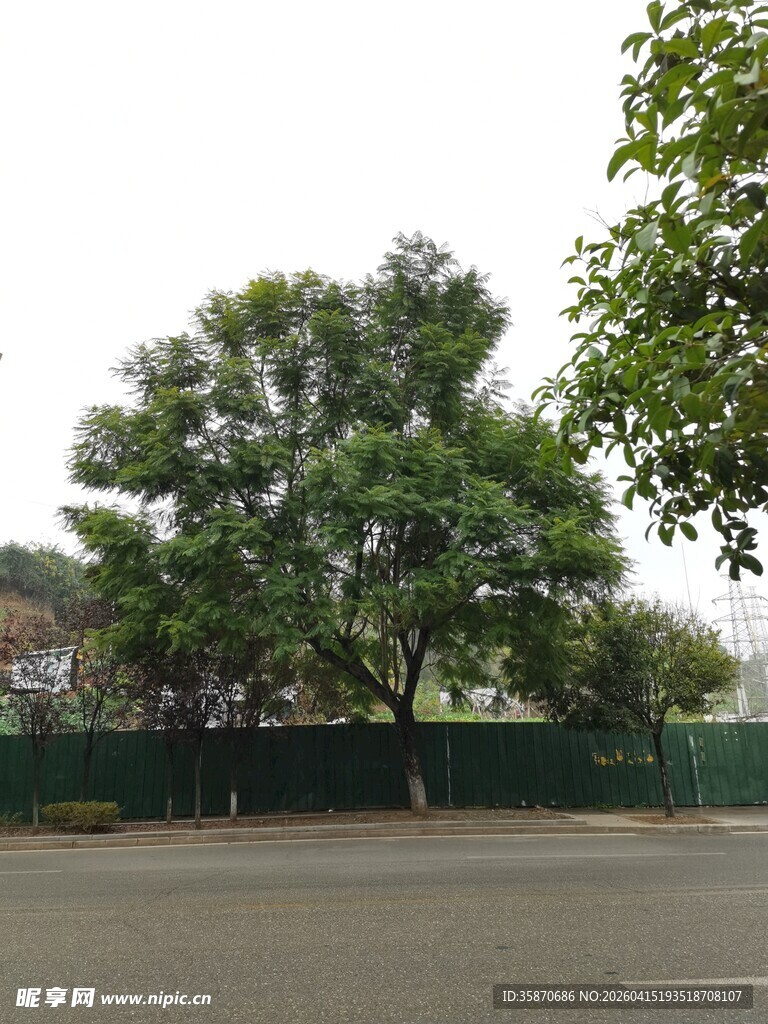 路边绿树与围栏景观