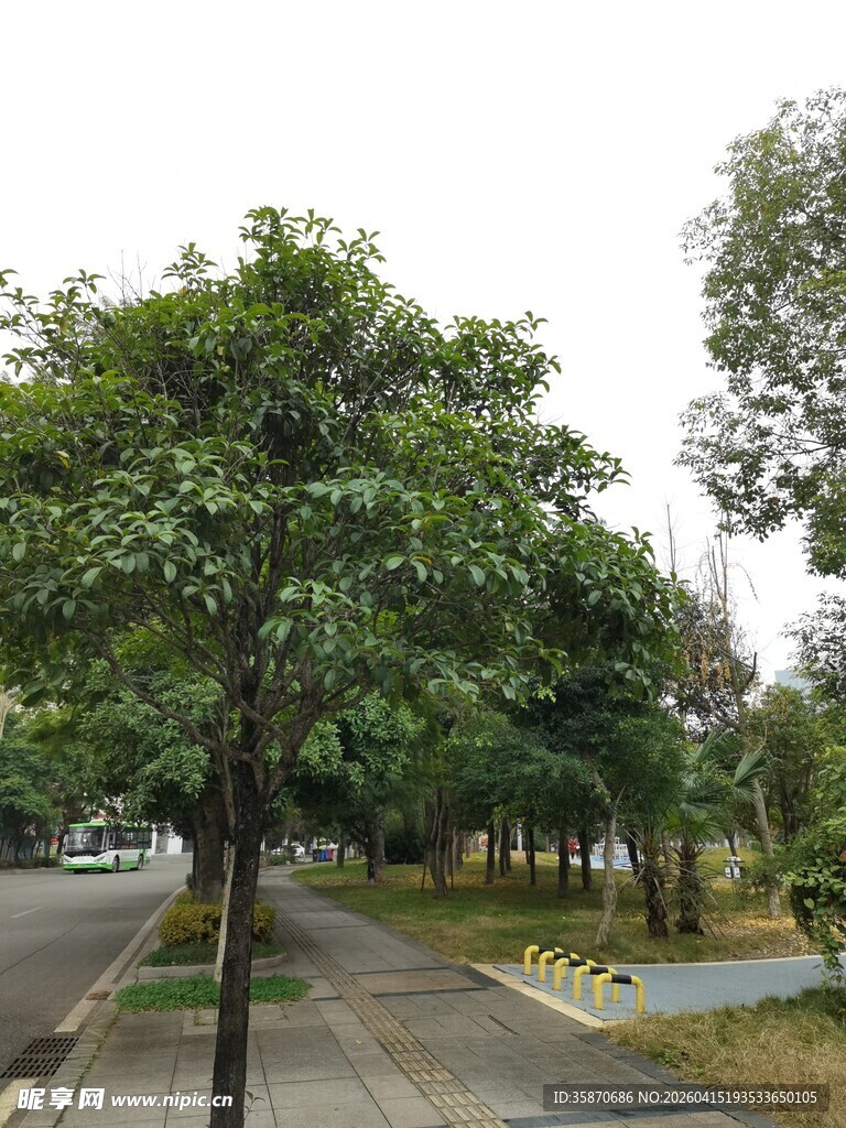 林荫道路旁的葱郁树木