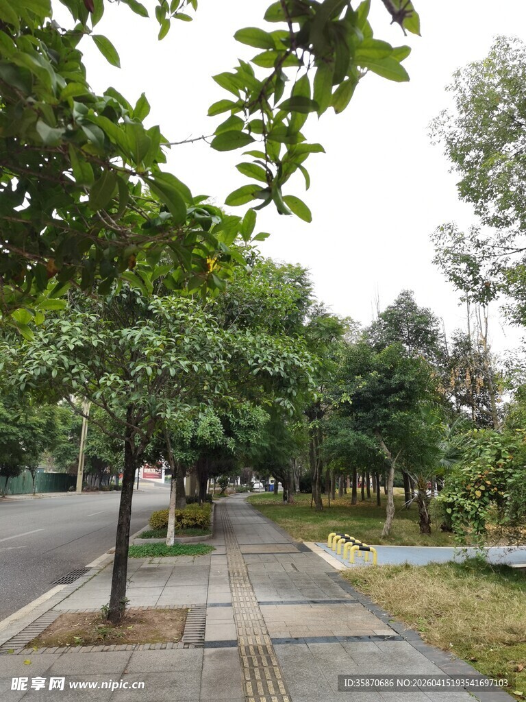 林荫下的静谧步道