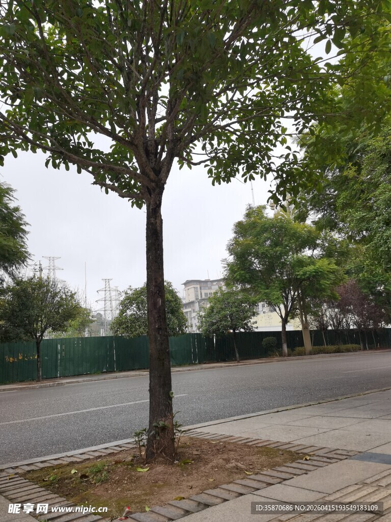路边单棵绿树场景