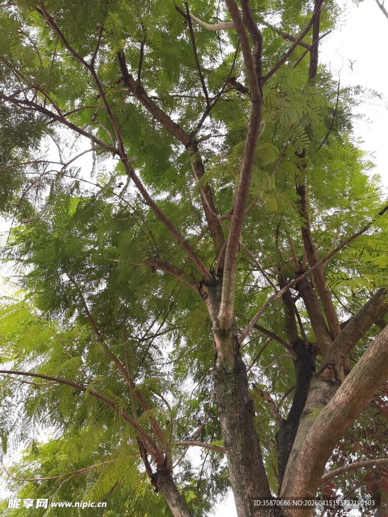 茂密枝叶的高大树木