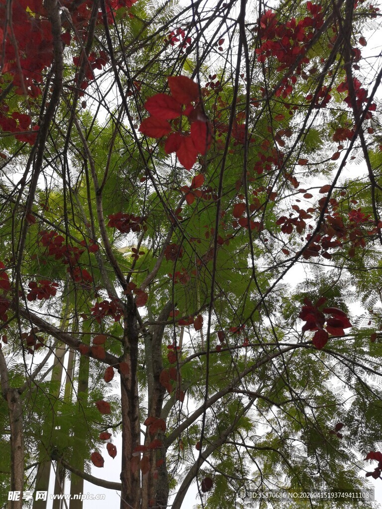 枝头绽放的艳丽红花
