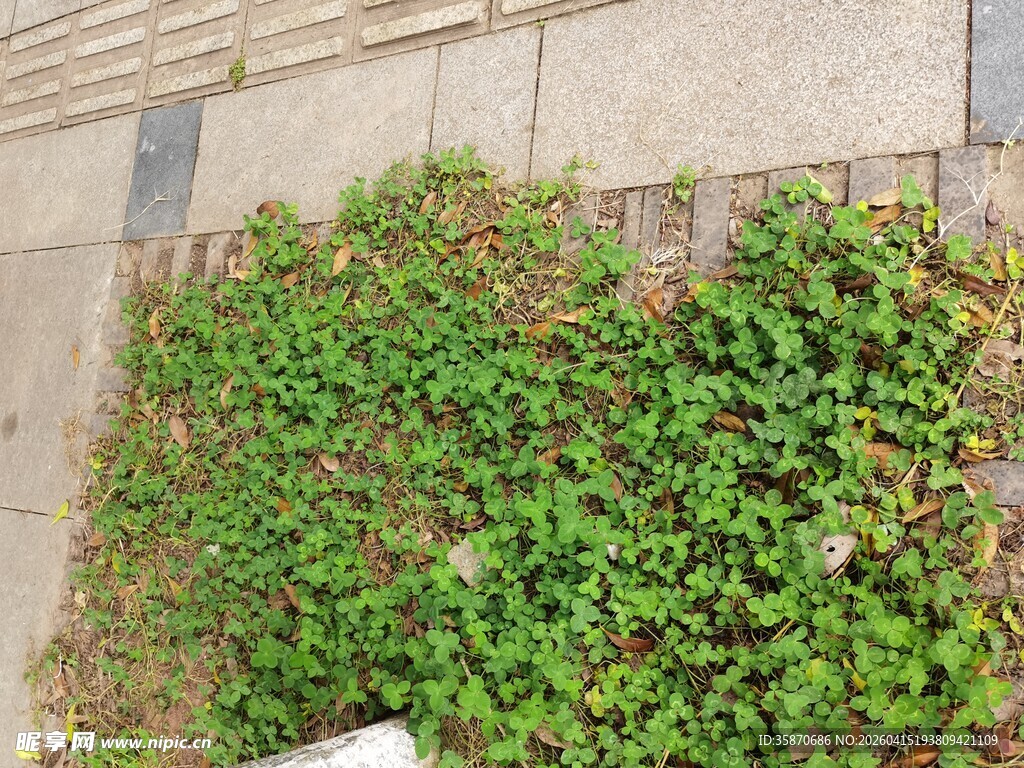 地面上的绿色低矮植物