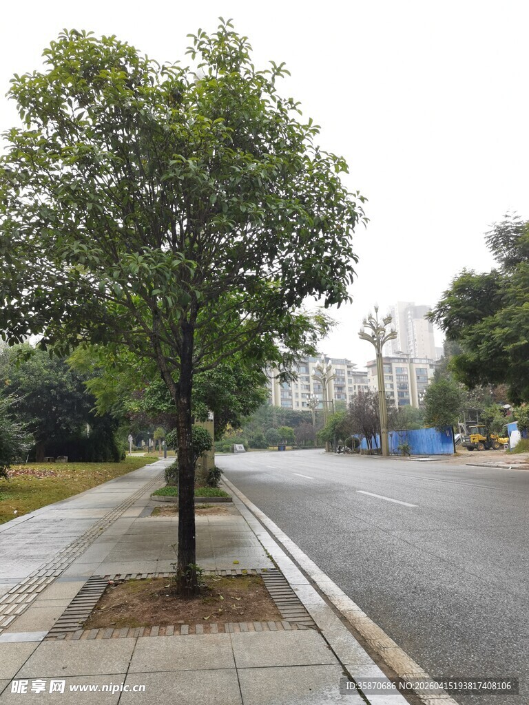 街边绿树静谧城市景象