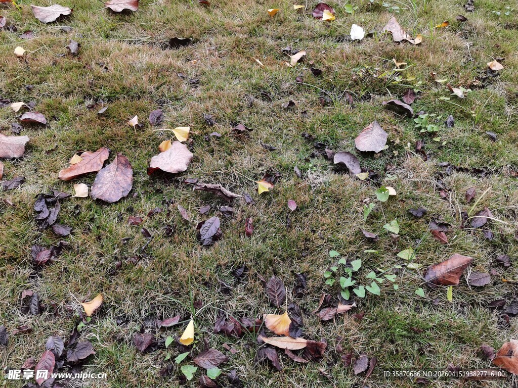 地面落叶与嫩绿小草