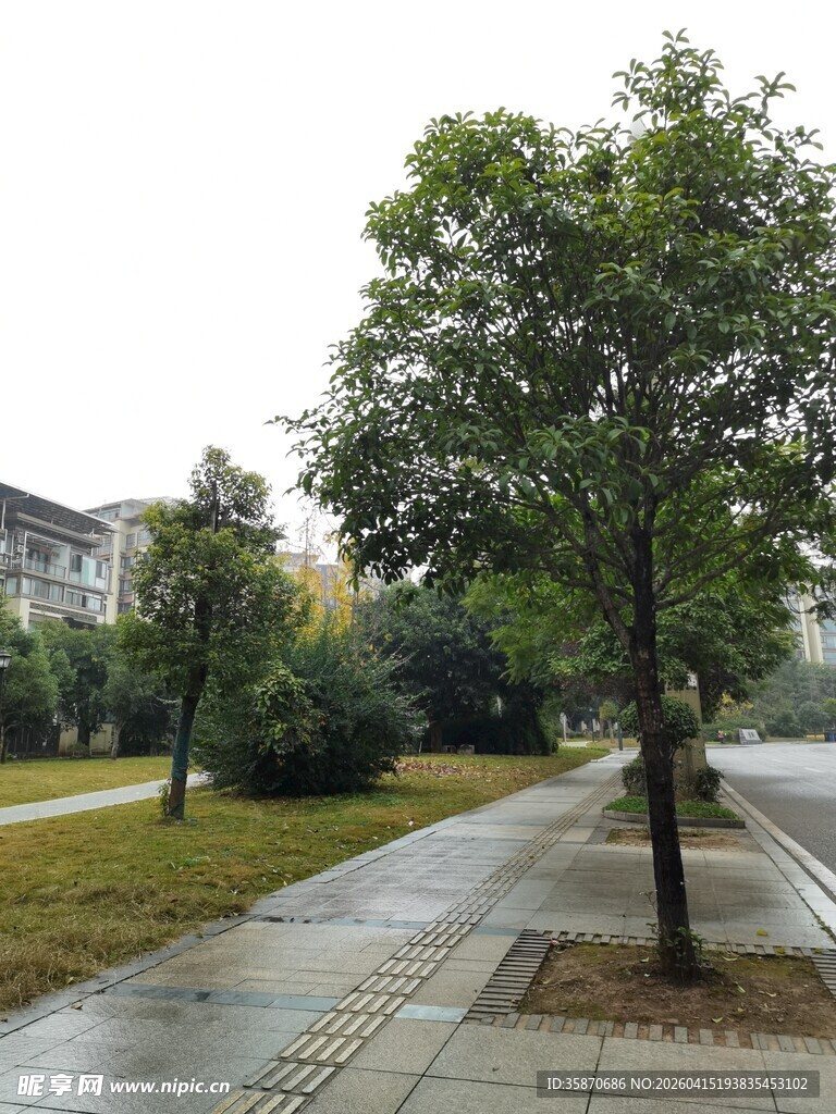 雨后校园林荫道风景