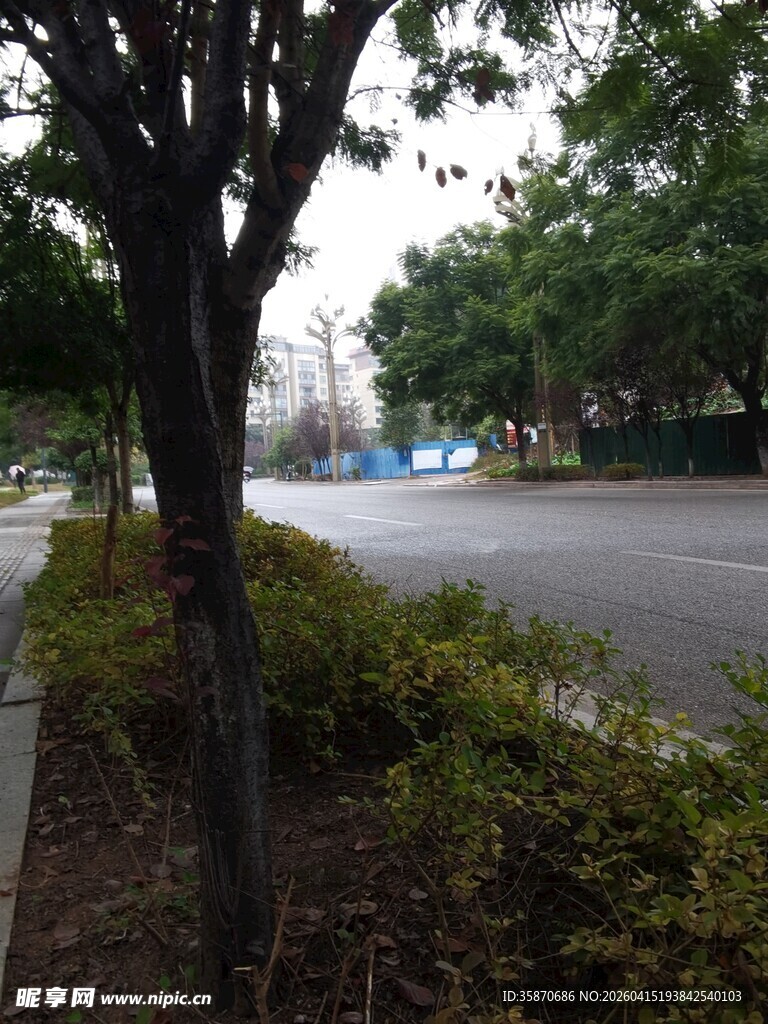 路边树木与绿植景观