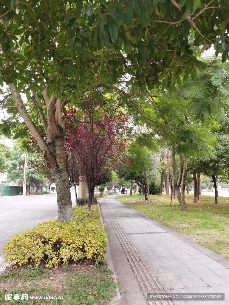林荫小道城市中的静谧风景