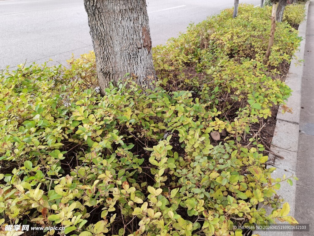 路边树下的绿植景观