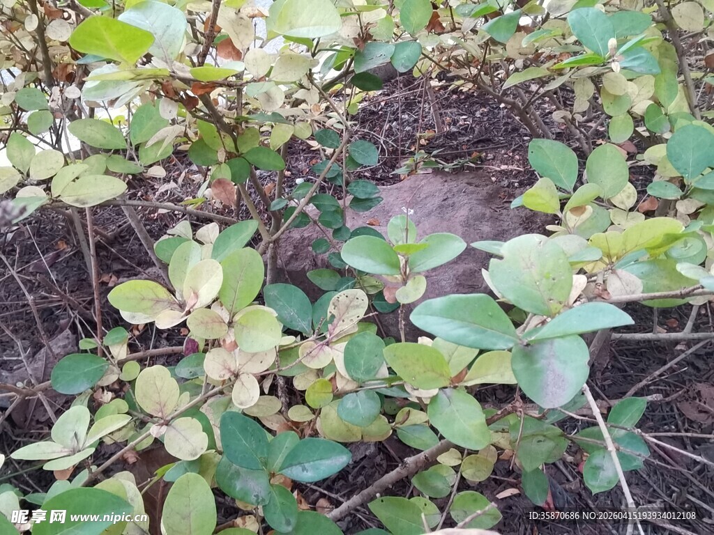 绿叶植物近景特写