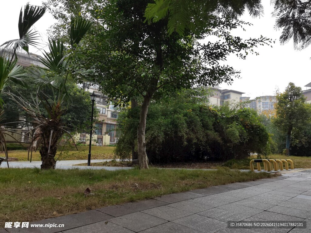 公园林荫小道景色