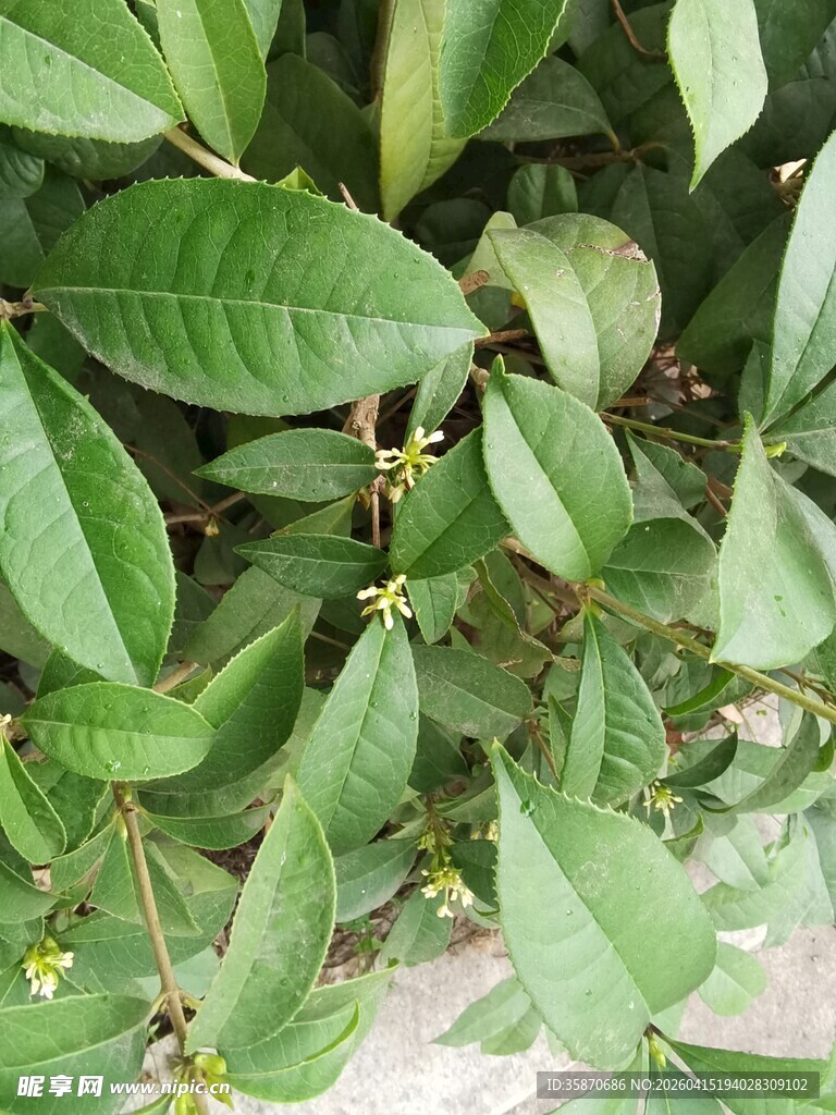 绿叶繁茂的植物特写
