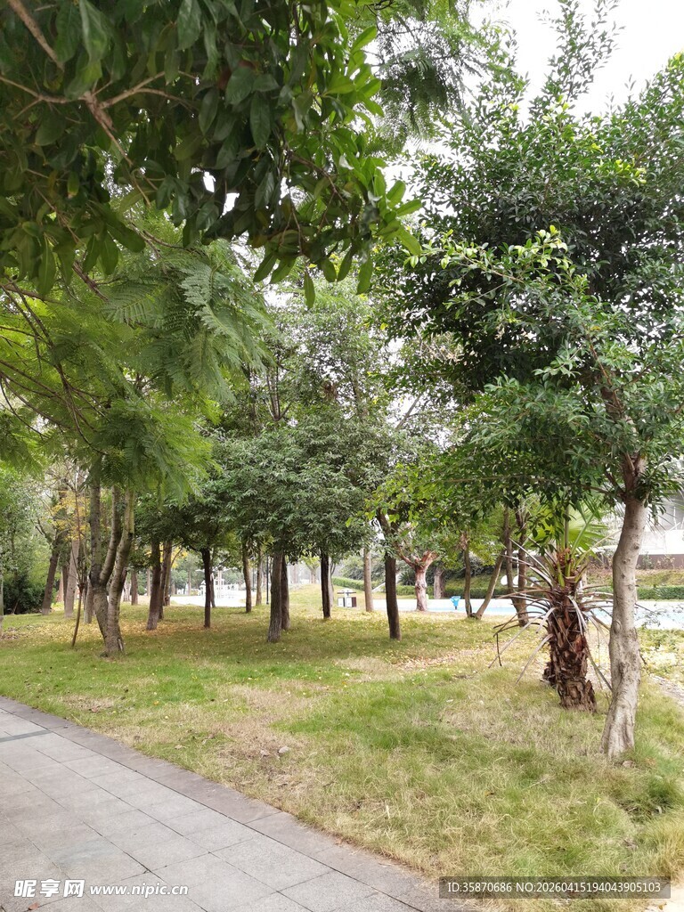 林间小径绿意盎然的景致