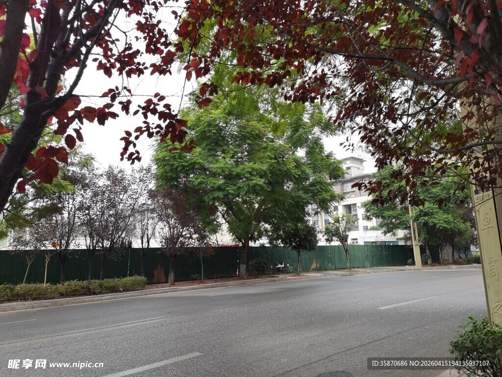 林荫环绕的宁静道路