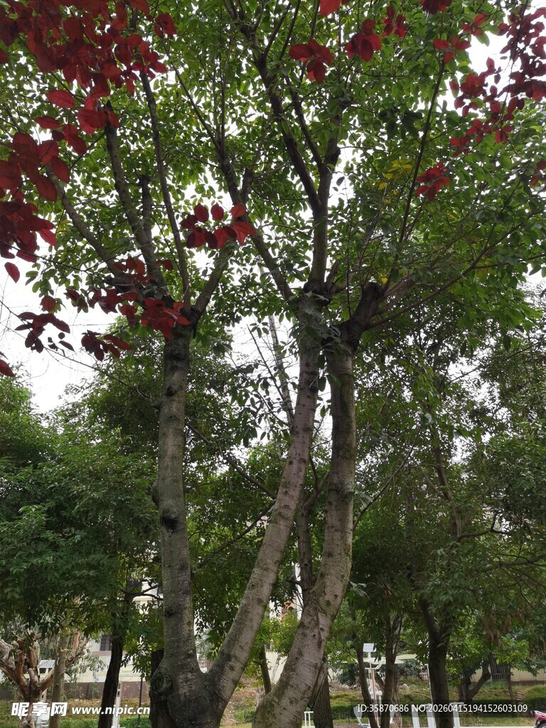 红叶绿树装点公园景致