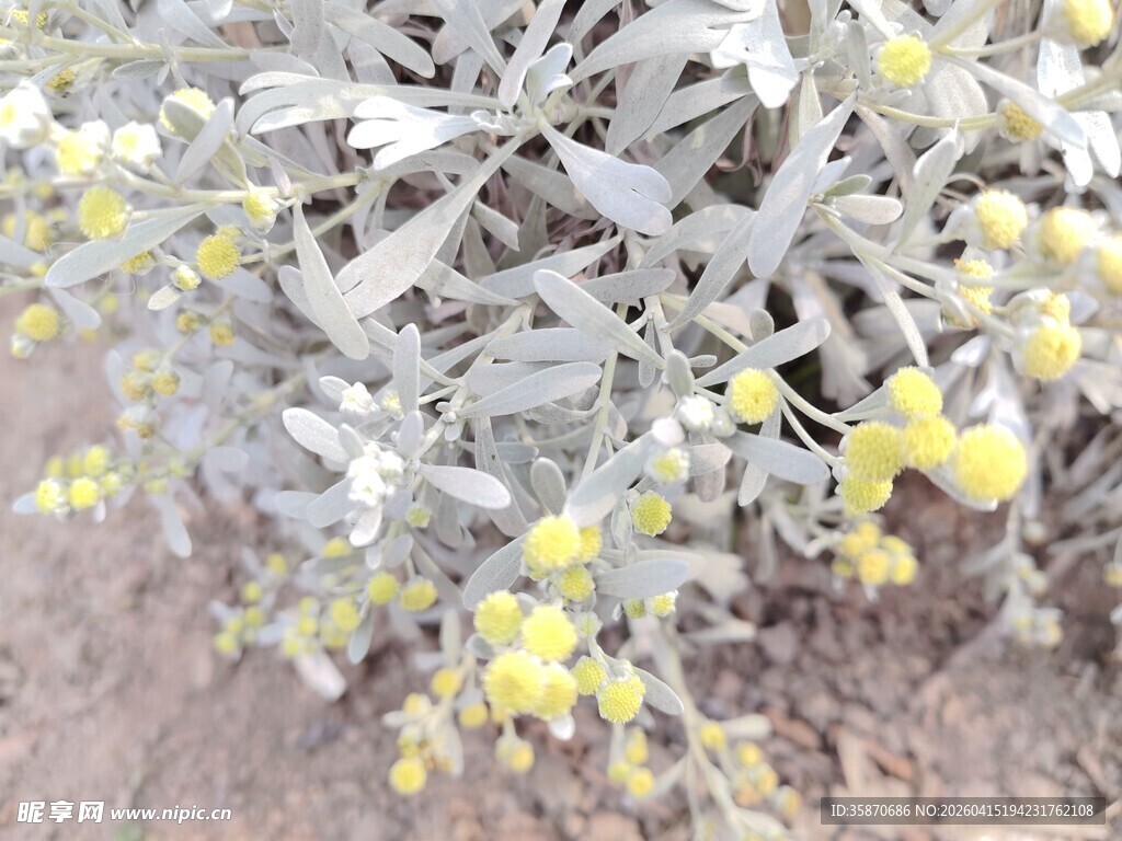 银叶植物间的黄色小花盛开