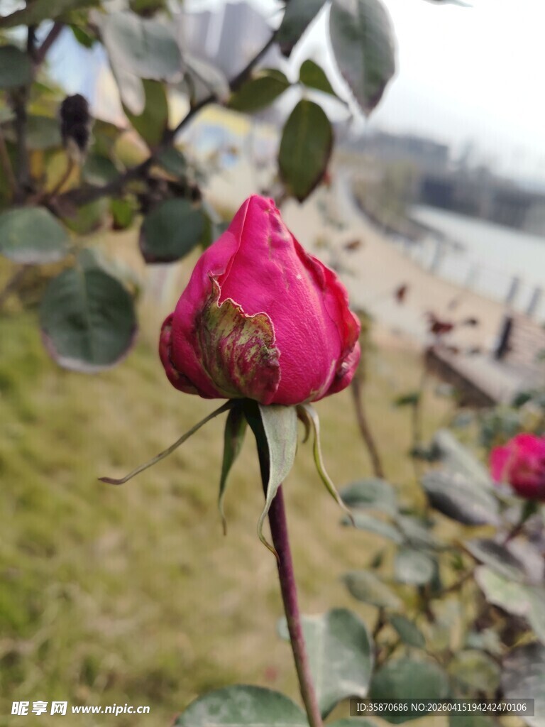 娇艳欲滴的单支红玫瑰