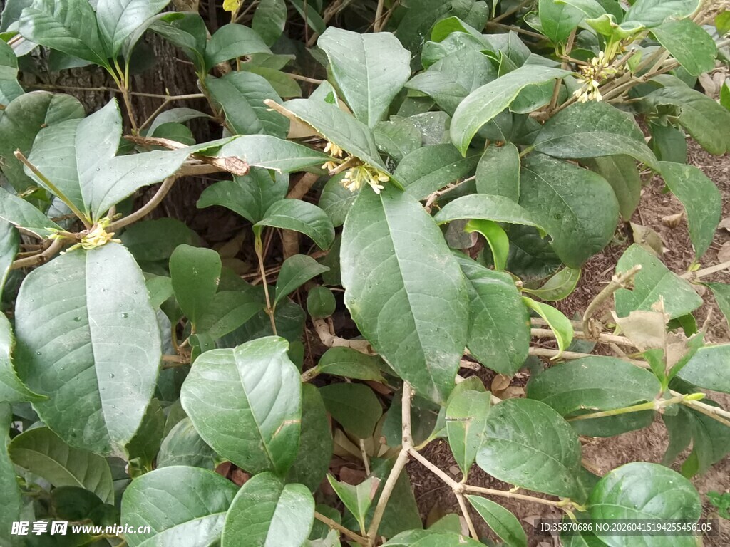 绿叶繁茂的灌木丛