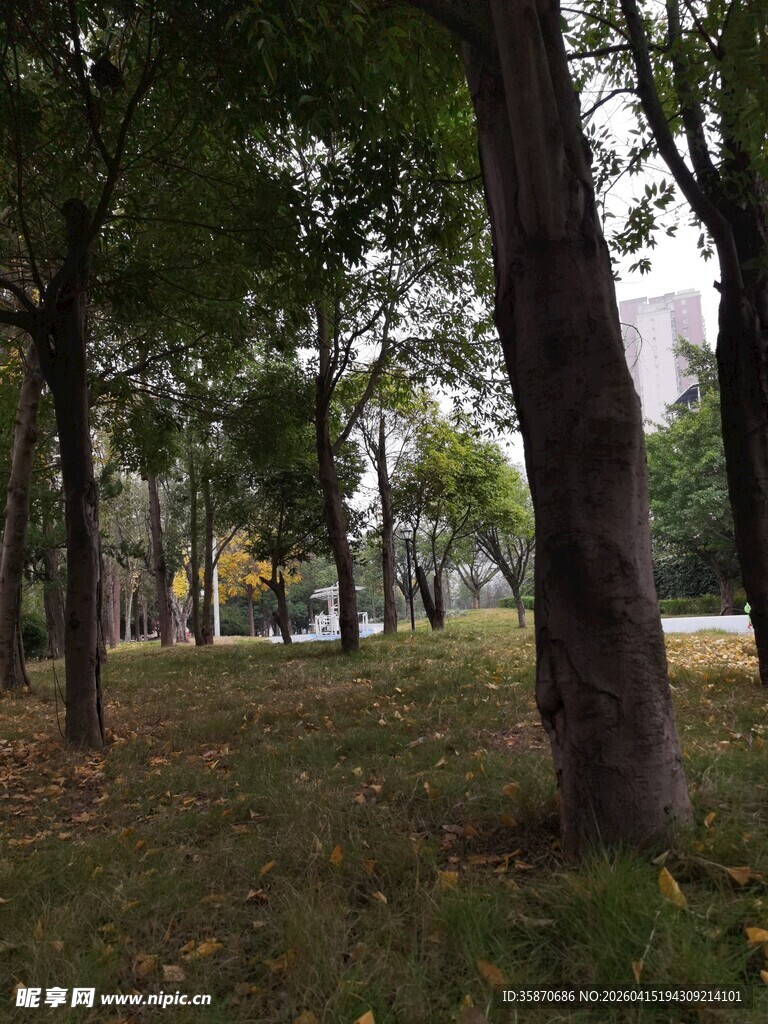 林间静谧草地风景