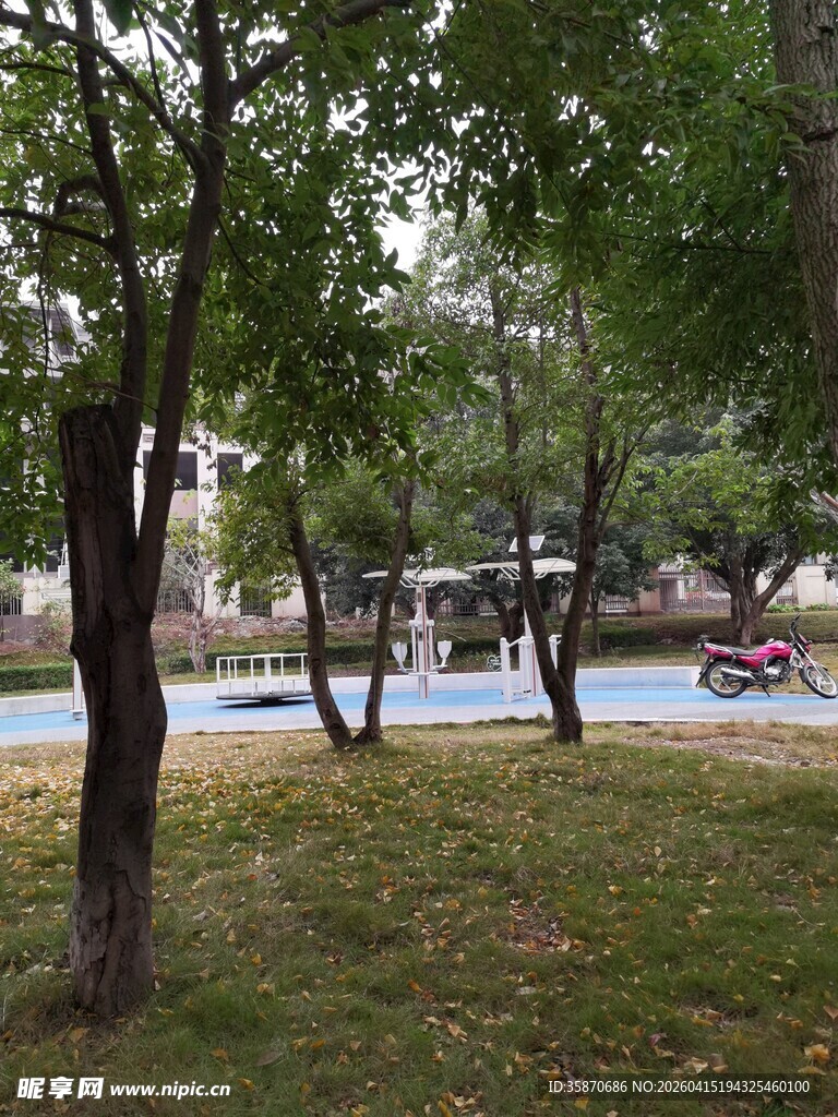 秋日公园林荫草地景象