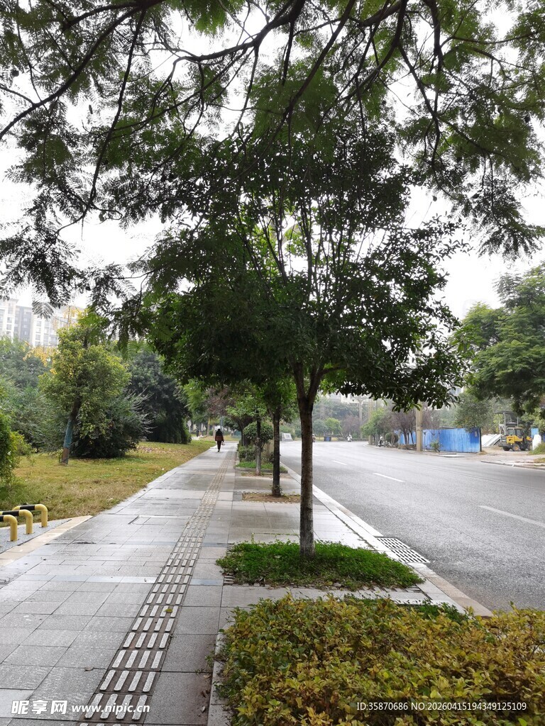 城市街道旁的绿树景观