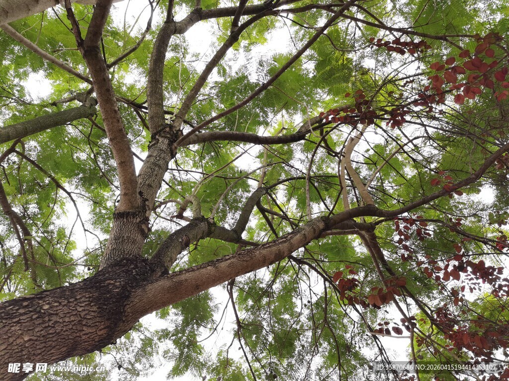 仰视繁茂树枝与绿叶