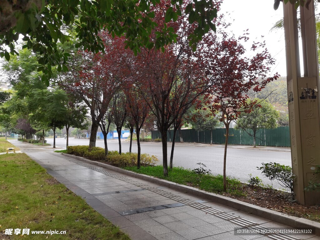 雨后林荫小道清新景致