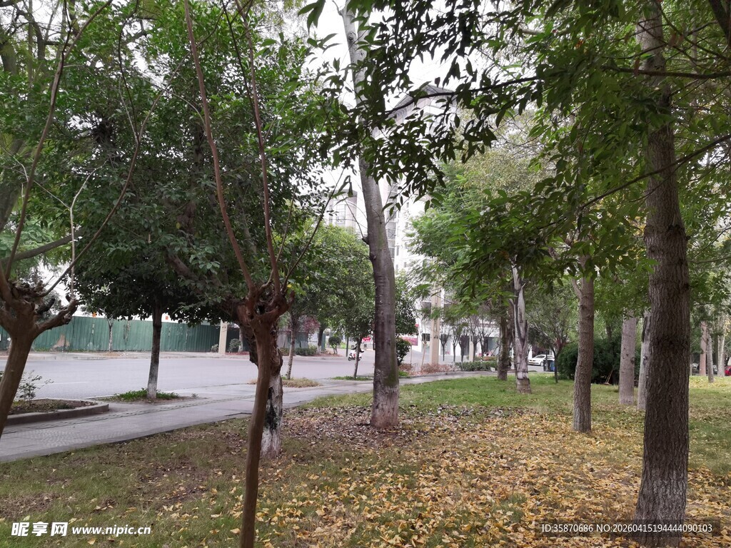 秋日公园小路的静谧景致