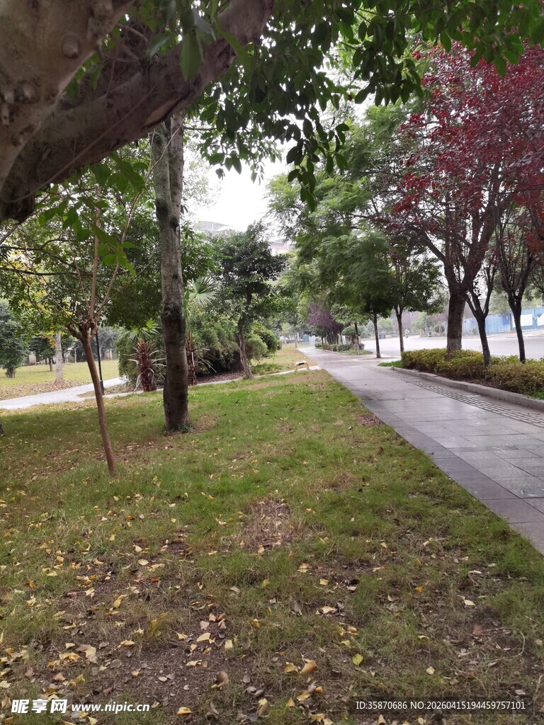 公园林荫小道秋日景致