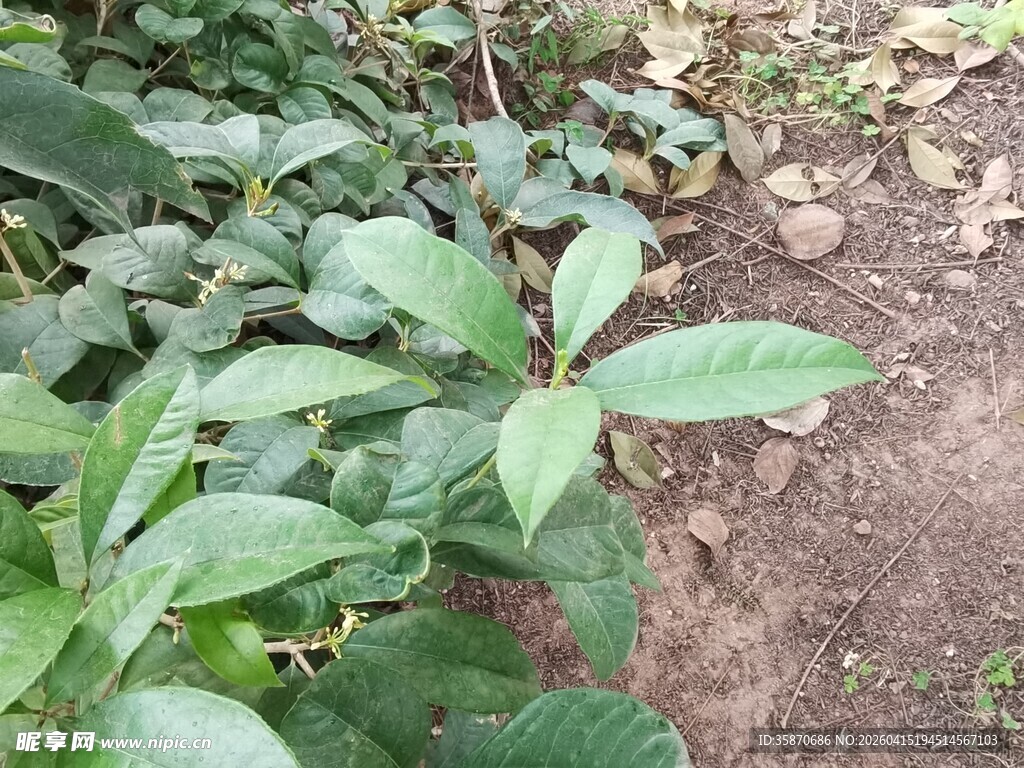 绿叶植物与泥土景象