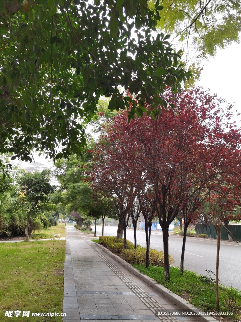 林荫小道绿树繁花相伴