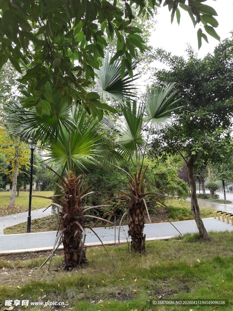 公园中的棕榈树景观