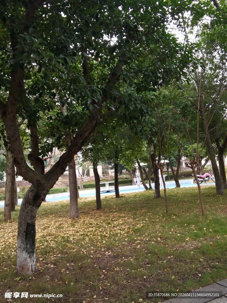 公园内的绿树与开阔草地